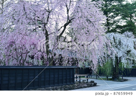 桜と武家屋敷 87659949