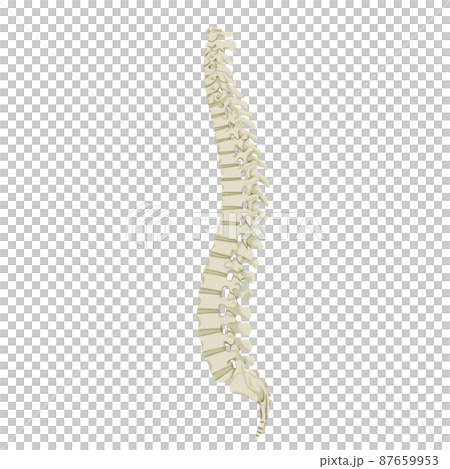 横から見た背骨のカラーイラスト 87659953