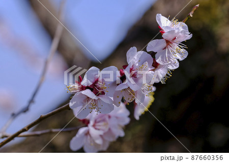 淡いピンクの梅の花と青空 87660356