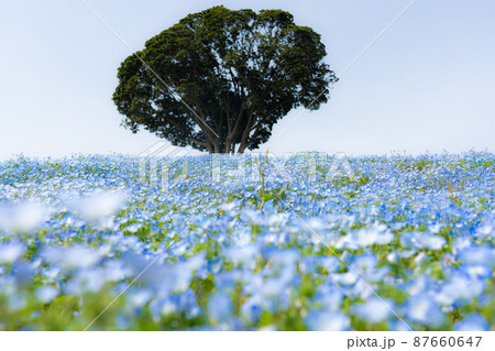 ネモフィラに囲まれた一本の木 87660647