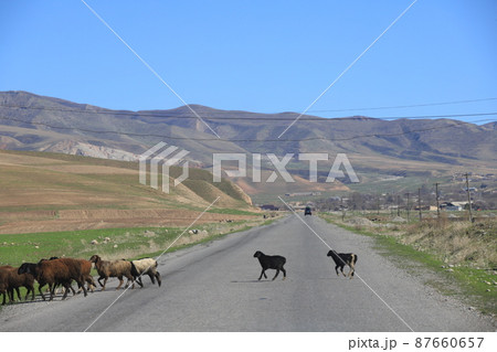 ワハーン回廊　動物 87660657