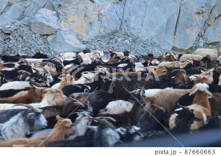 ワハーン回廊　ヤギと羊の群れ 87660663