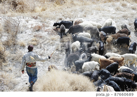 ワハーン回廊　放牧 87660689