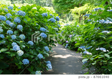アジサイの花 87661040