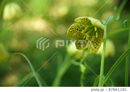 バイモの花 バイモの花 87661191