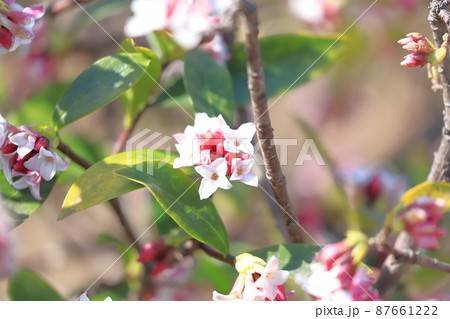 春の花 ジンチョウゲ 春の花 ジンチョウゲ 87661222