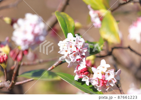 春の花　ジンチョウゲ 87661223