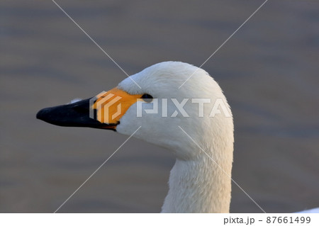 白鳥の横顔　アップ 87661499