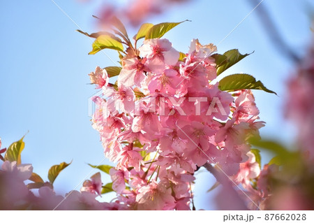 河津桜220312am6:56 87662028