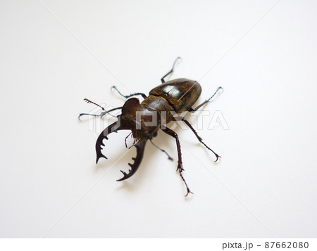 ミヤマクワガタ  クワガタムシ 87662080