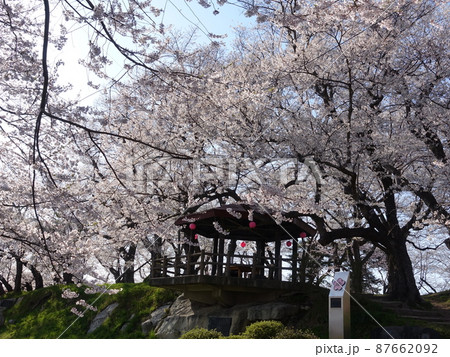 満開の桜　さくら　サクラ  烏帽子山公園 87662092