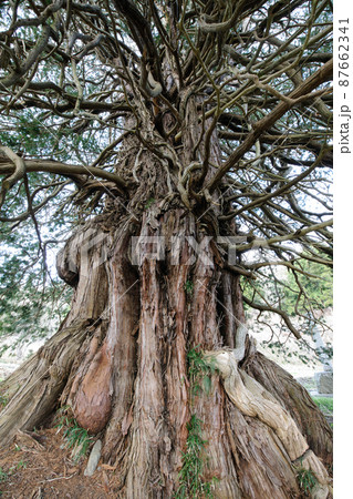 沢尻の大ヒノキ 福島県 沢尻の大ヒノキ 福島県 87662341