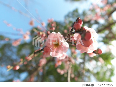 梅の花 梅の花 87662699