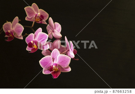 Branch with flower of the orchids on black background 87663258