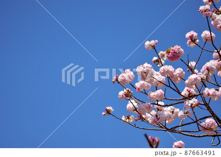 大船フラワー・八重桜 87663491