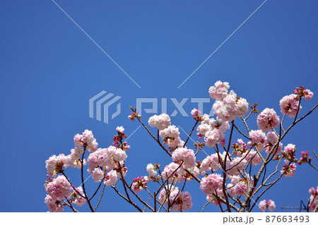 大船フラワー・八重桜 87663493