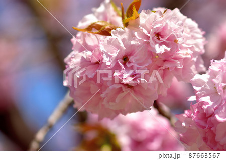 大船フラワー・八重桜 大船フラワー・八重桜 87663567