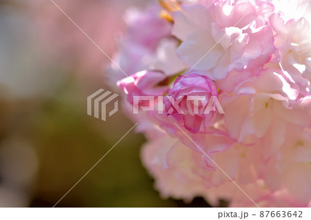 大船フラワー・八重桜 87663642