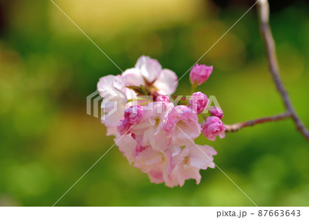 大船フラワー・八重桜 87663643