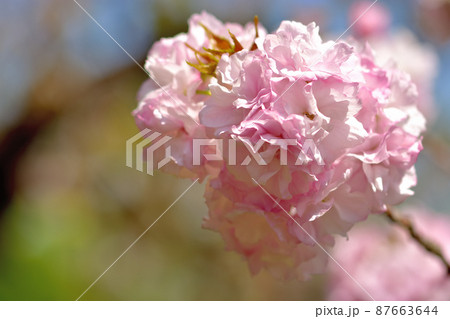 大船フラワー・八重桜 87663644