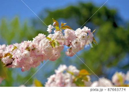 大船フラワー・八重桜 87663774