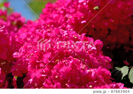 大船フラワー・ブーゲンビリア 大船フラワー・ブーゲンビリア 87663904