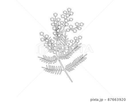 ミモザの塗り絵 ミモザの塗り絵 87663920