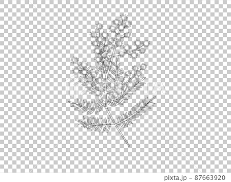 ミモザの塗り絵 ミモザの塗り絵 87663920