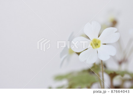 プリムラシネンシス 87664043