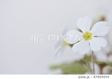 プリムラシネンシス 87664044