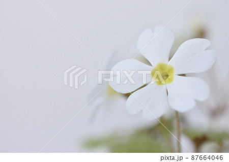 プリムラシネンシス 87664046