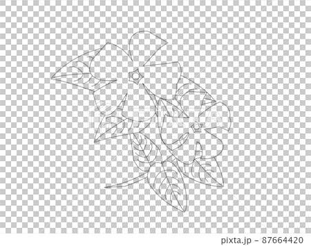 ツルニチニチソウの塗り絵 87664420
