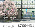 巣鴨　眞性寺　梅の木 87664431