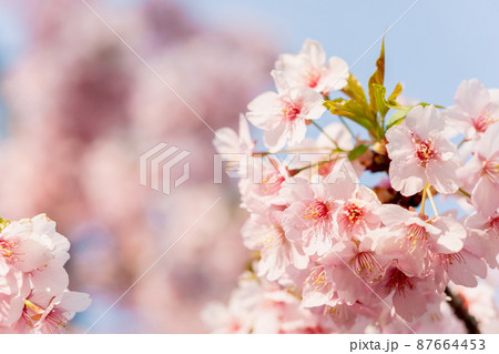 河津桜 河津桜 87664453