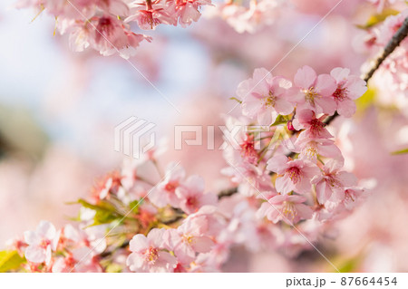 河津桜 河津桜 87664454