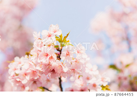 河津桜 河津桜 87664455