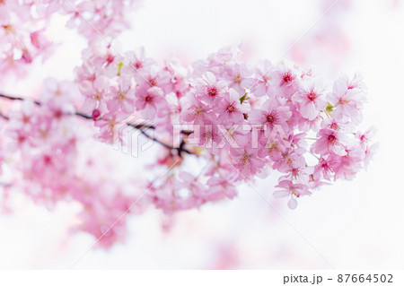 河津桜 河津桜 87664502