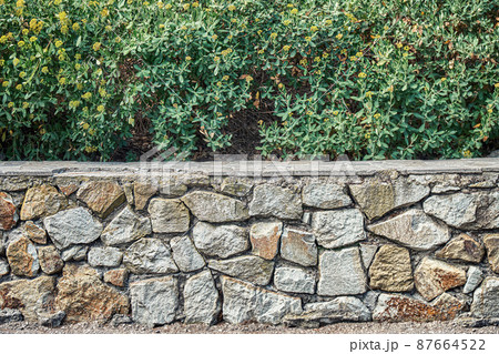 Bupleurum fruticosum with yellow flowers on stone flowerbed 87664522