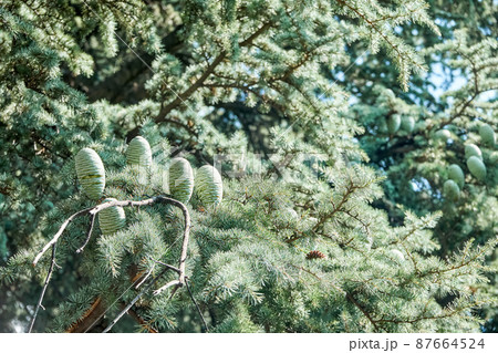 Cones on branch of lebanon cedar in forest on sunny day 87664524