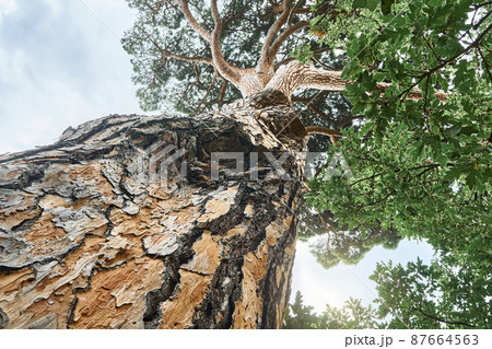 Old Italian stone pine in wood under sky with light clouds 87664563