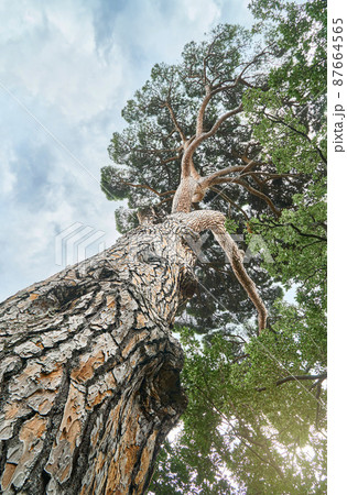 Old Italian stone pine in wood under sky with light clouds 87664565