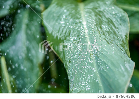 Large canna leaves growing on high plant stems in garden 87664586