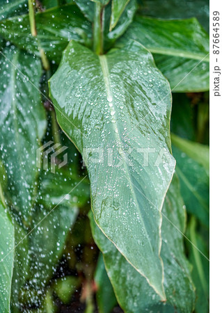 Large canna leaves growing on high plant stems in garden 87664589