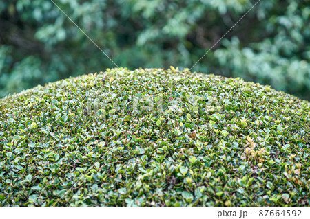 Carefully cut bush figure with small leaves in garden 87664592