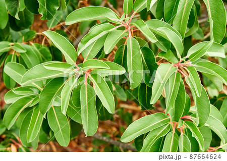 Wonderful arbutus andrachne with long leaves in park 87664624
