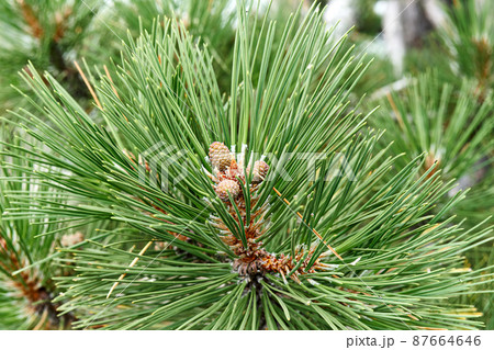 Elegant branch of pine tree in coniferous wood close view Elegant branch of pine tree in coniferous wood close view 87664646