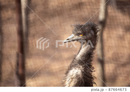 エミューの顔 87664673