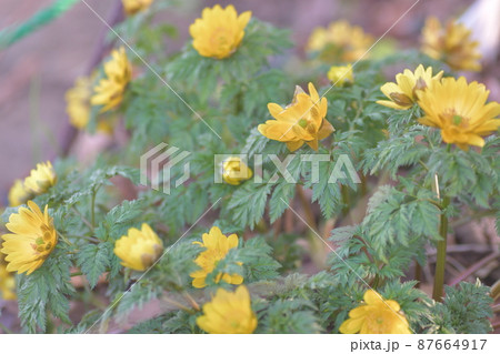 福寿草 大船フラワーセンター 福寿草 大船フラワーセンター 87664917