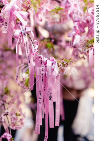 桜神宮 河津桜 縁結びの木 花帯 桜神宮 河津桜 縁結びの木 花帯 87665614