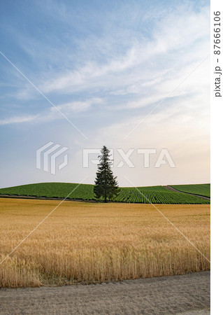 北海道の麦畑で見た夕日 87666106